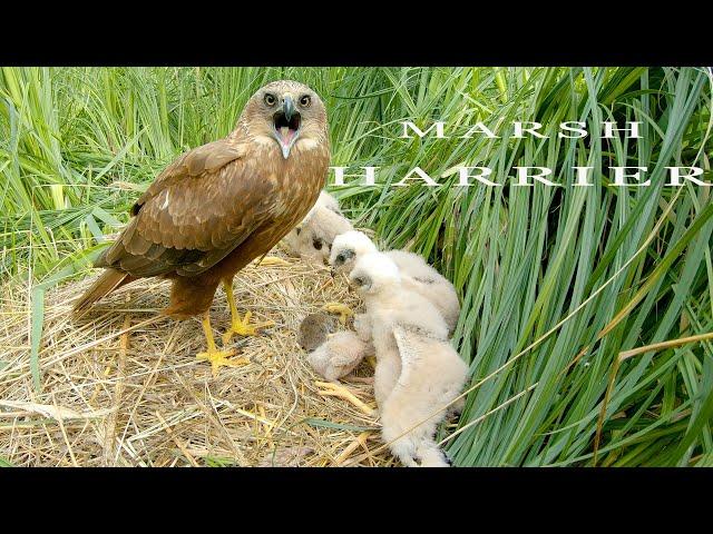 Marsh HARRIER NEST Wild Bird Live Camera