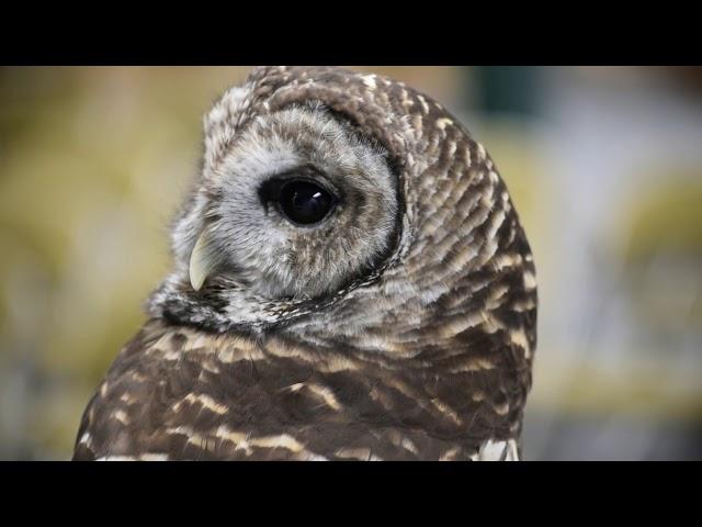 Owls can rotate their heads 270 degrees!