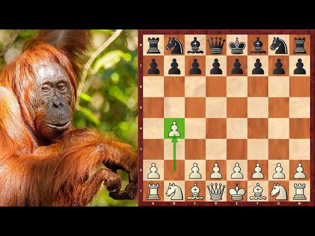 3 Brilliant Chess Miniatures Starting With Orangutan Opening