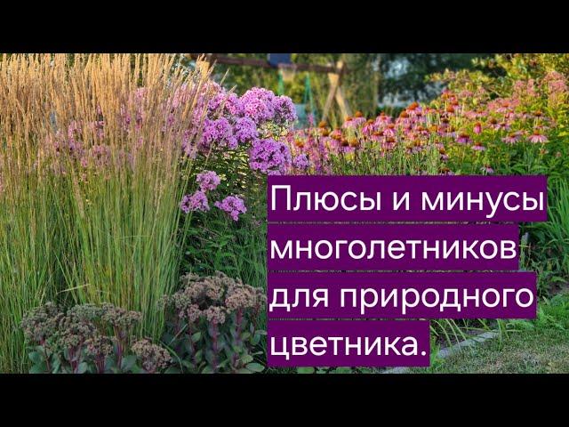 ПЛЮСЫ и МИНУСЫ многолетников для природного цветника.