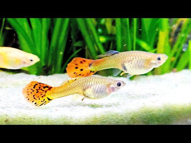 Aquarium Fish Live Stream ~ Relaxing Fish Tank Sounds ~ Real Planted Aquarium