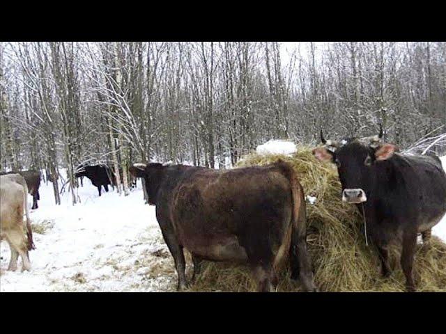 Секреты вольного, беспривязного содержания коров и КРС в целом.