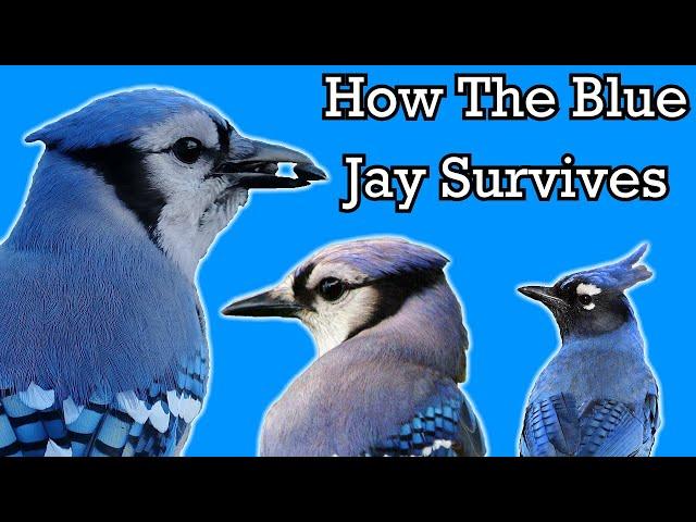 The Surprising Life of a Blue Jay - Documentary