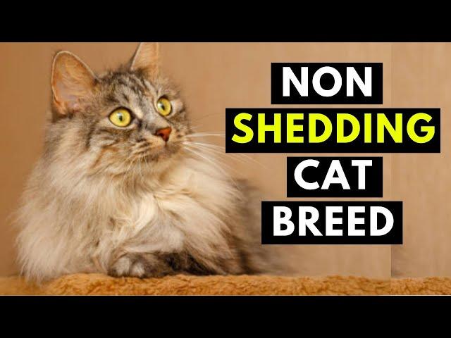 17 CAT BREEDS That SHED The LEAST - Hypoallergenic Cats