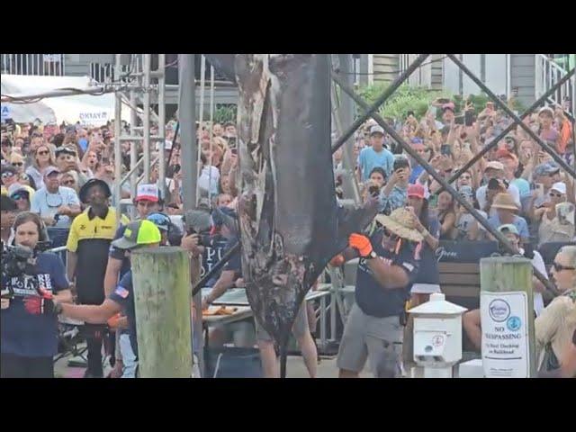 2024 White Marlin Open, Stone Cutter 897.5 pound Blue Marlin worth $550k, Day 2 Scales