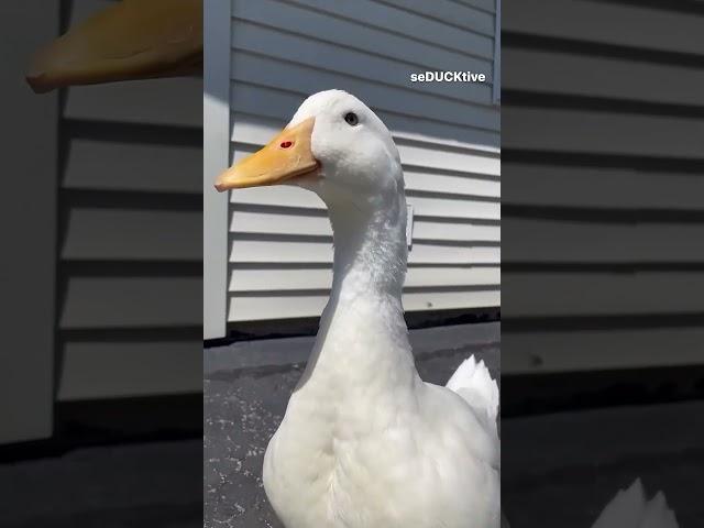 البطه البطه البطة | مقطع مضحك | البطه تاكل شيبس | بطه كيوت | مقلب البطة | duck
