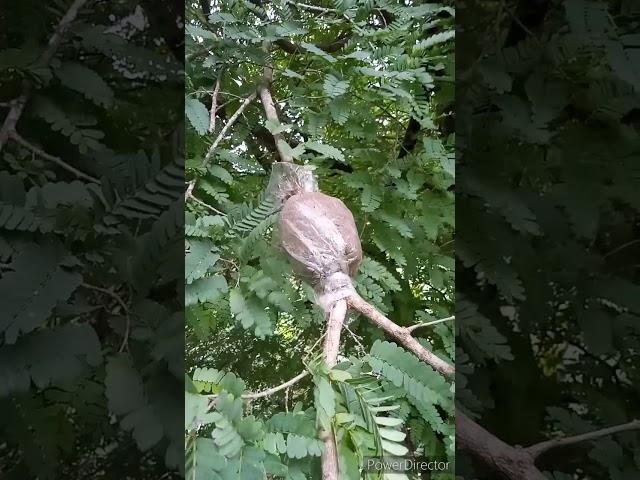 How make Tamarind bonsai form air layering