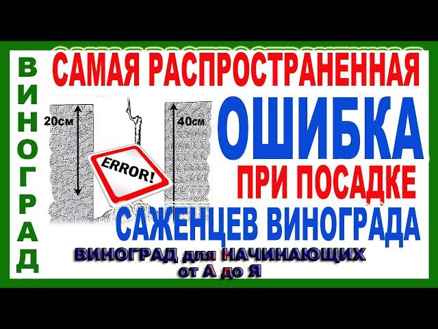   Эту ошибку при посадке винограда невозможно затем исправить. Посадка саженцев винограда.