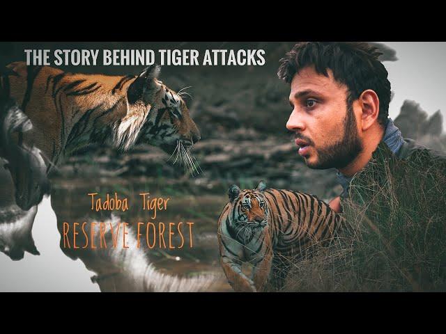 The Story of Tiger Attacks at Tadoba | Tadoba Jungle Safari | Tadoba Andhari Tiger Reserve - Buffer