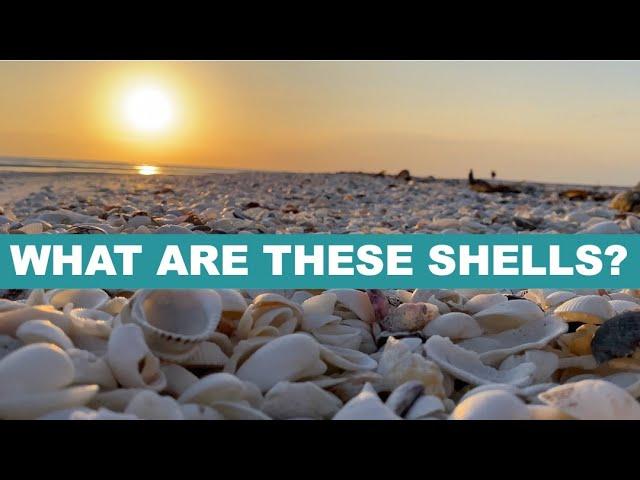 Low tide evening shelling in Florida. Baby shells, monster shells and critters!