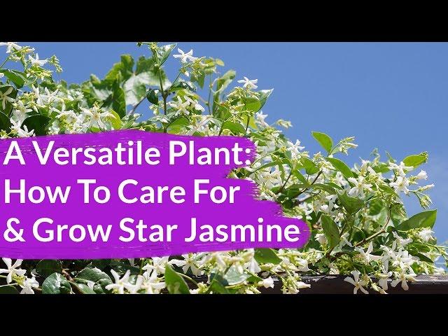 A Very Versatile Plant: Star Jasmine Care & Growing Tips / Joy Us Garden