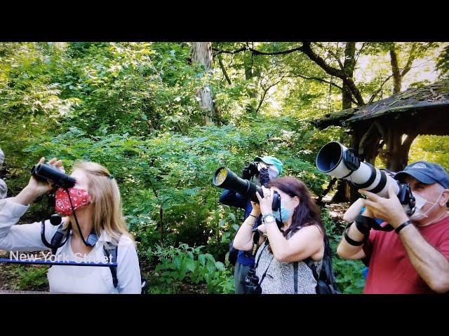 Bird watching in The Ramble, Central Park New York City July 12th 2020