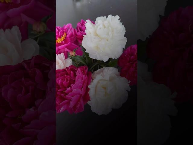 Nordic Scott // Your next Creative Flower Video ? #shorts #photography