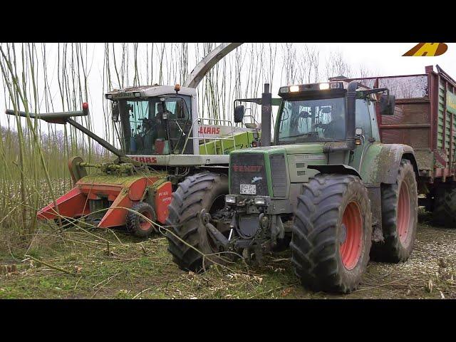 Energieholz Kurzumtriebsplantage Holzernte Holz häckseln Claas Jaguar & Fendt Farmer harvests forest