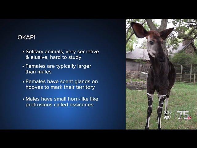 Zach at the Zoo - Okapi