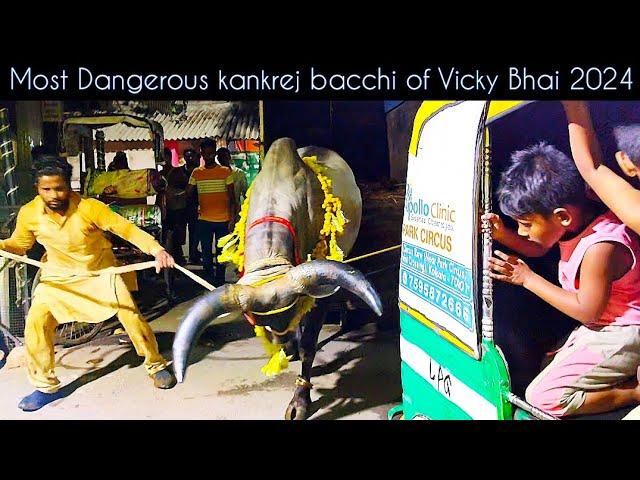 Angry kankrej bacchi cow unloading 2024 #angrykankrej #cowunloading #trending