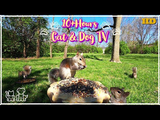 TV for Pets  | Squirrels and Birds enjoy a beautiful Spring day |  10+ HOURS