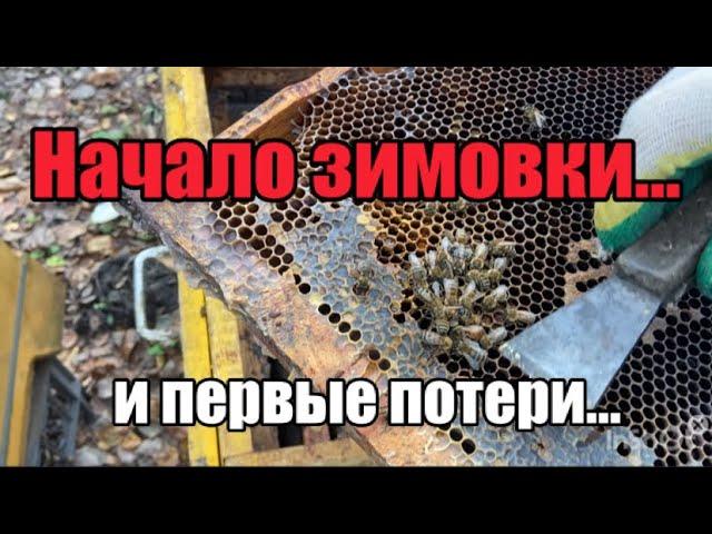 Начало зимовки и первые потери…