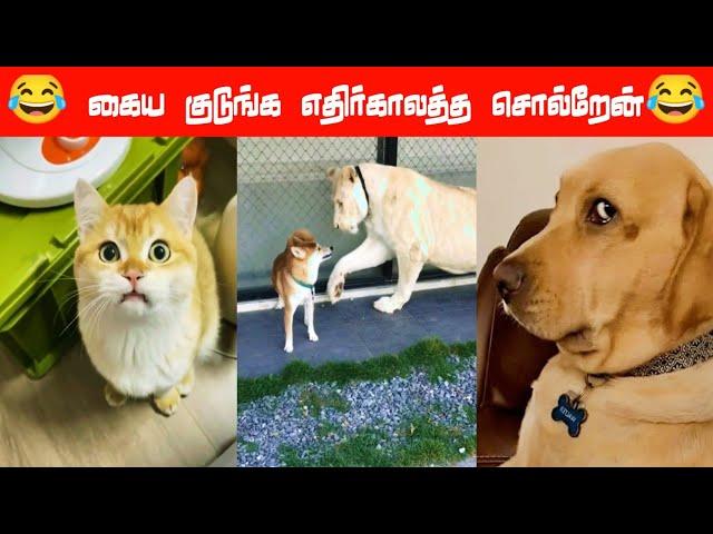 எங்கப்பனுக்கு நான் ஒரே புள்ள‍⬛#viral #trending #comedy #funnyanimalvideos