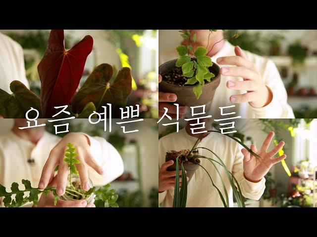 요즘 예쁜 식물 일기 #3 | 호야 리네아리스 | 신엽 파티 안스리움 | 사자발 고사리 | 개미고사리 | 아디안텀  페루비아넘 | 필로덴드론 마요이 플로리다 | 소일섬 드로잉팟