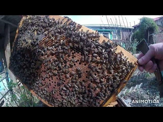 Весенняя подкормка пчёл.
