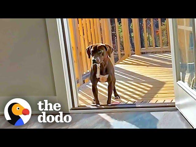 Wandering Pup Waits For Couple To Adopt Her Back | The Dodo