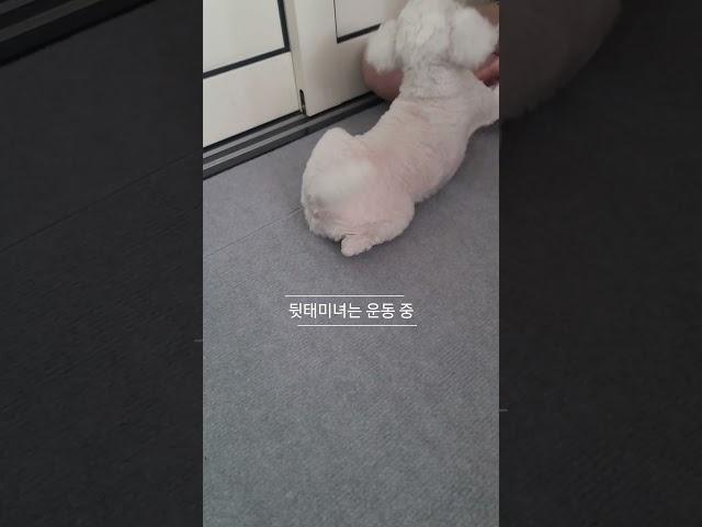 우리 강아지는 운동중~ | 간식에 진심인 #푸들