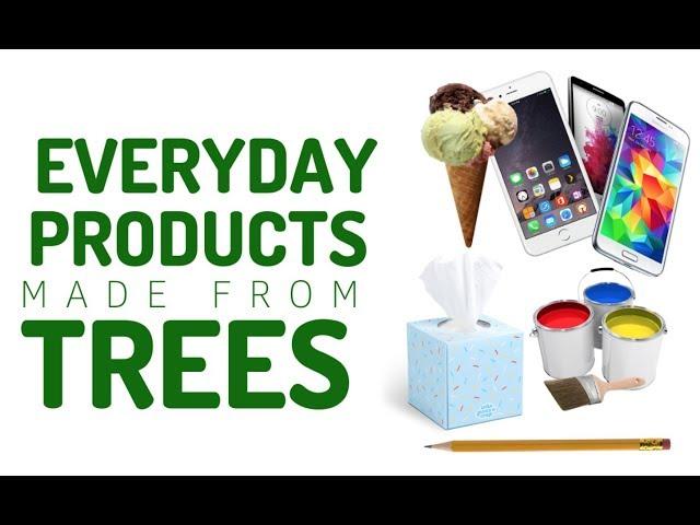 You Won't Believe THESE Products Are Made from Trees | Georgia Forests