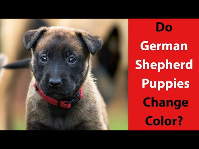 Do German Shepherd Puppies Change Color?