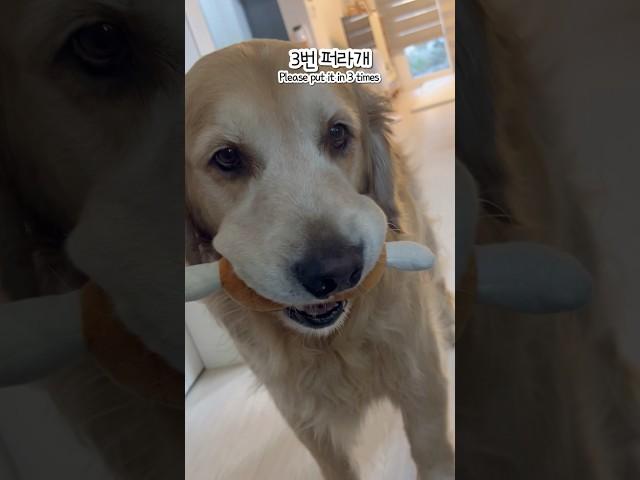 아침마다 밥 달라고 애교 폭발하는 대형견 럭키! “밥 많이 줘야지” 아빠와 먹방 신경전+산책길 할머니와의 감동 힐링 브이로그