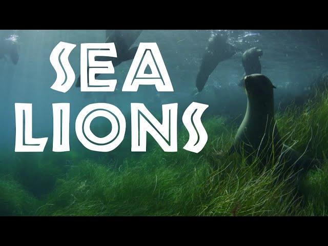 All About Sea Lions for Kids: Sea Lion Facts and Information for Children - FreeSchool