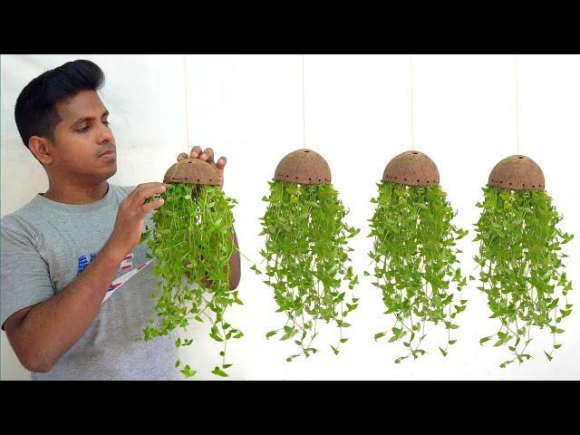 hanging plant ideas//hanging plants//hanging decoration ideas