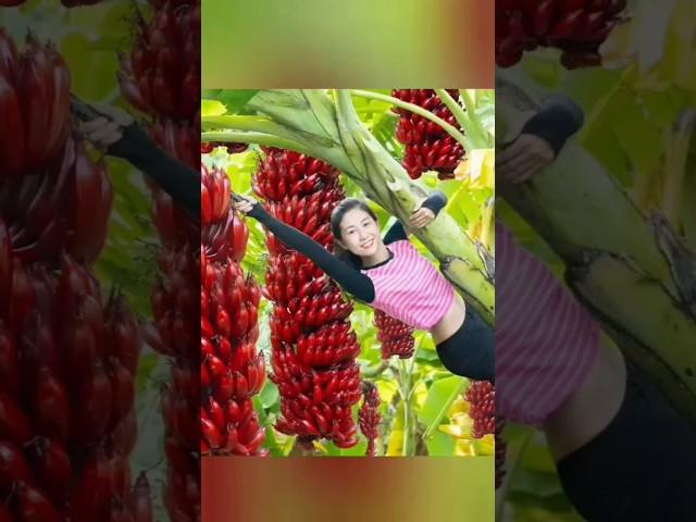 Harvesting Red Bananas and goes to the market sell #bushcraft #bushcrafting #banana #survivalist