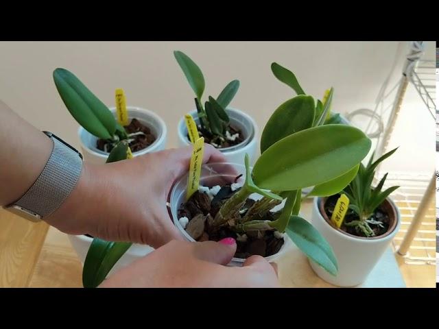 Orchid Care in NYC: Basic Indoor Setup | Growing Under Lights & Orchid Culture Basics for Beginners