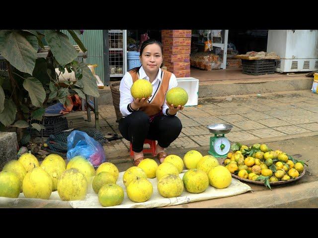 Harvest Fruit ( grapefruit & Tangerine ) Goes to the market to sell goods | Lý Thị Ca