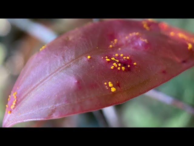 Rebecca Degnan. RNA interference-mediated control of a pathogenic rust fungus, Austropuccinia psidii