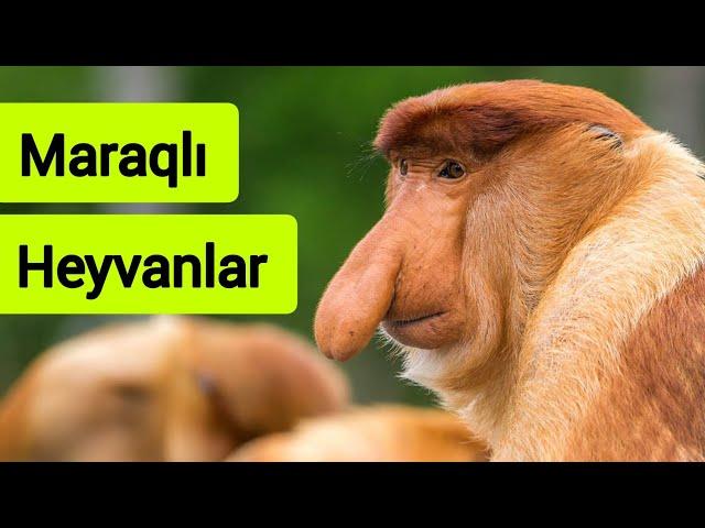 Heyvanlar Haqqında Maraqlı Məlumatlar! | Heyvanlar aləmi