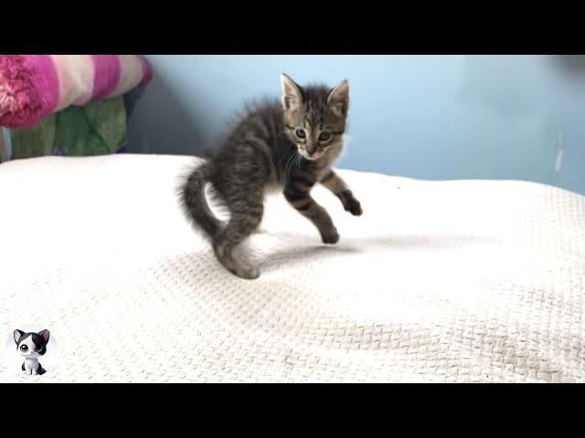 The world's most ferocious kitten is here...