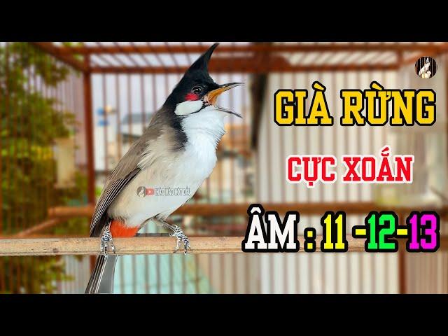 Luyện Giọng SONG KON HAY Cho Chào Mào Má Trắng,- Kích Bổi - Chào Mào Non Học
