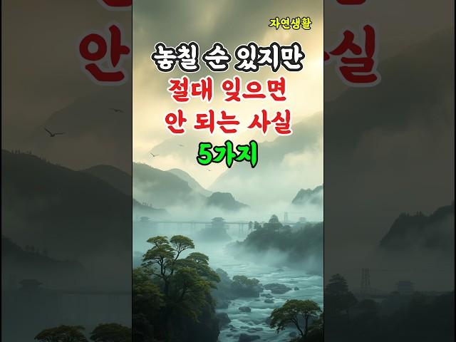 놓칠 순 있지만 절대 잊으면 안 되는 사실 5가지 #shorts#명언#지혜#삶의지혜#자기계발#좋은글