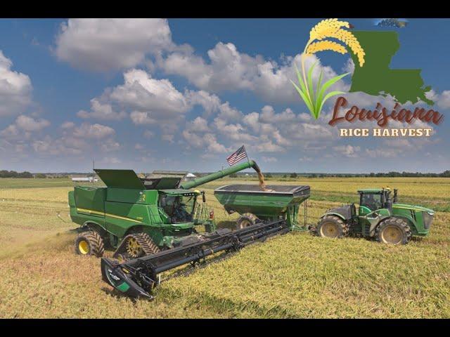 2024 Louisiana Rice Harvest Kaplan, La. 4K