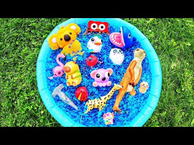 Learn Animal Names for Babies Kids with Orbeez Waterbeads: Capybara Shark Beetle Duck Frog Koala