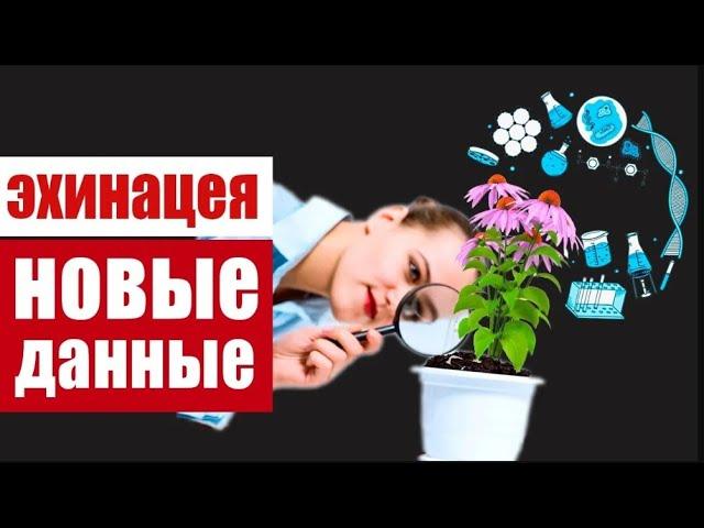 Эхинацея - это растение, дающее мощный природный иммунитет. Как она работает?