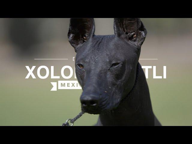 ALL ABOUT XOLOITZCUINTLI: THE MEXICAN HAIRLESS DOG