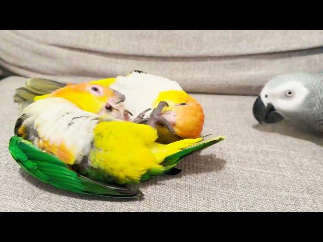 2 VS 1 Bird Wrestling (Cute Overload)