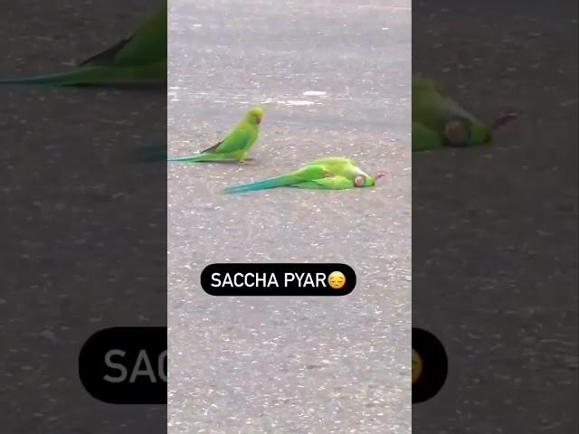 Dead Parrot On The Road, Parrot Carcass Crushed By Car  #shorts