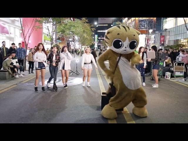 cococat&JHKTV]  Korea special coco cat kpop dance  신촌명물고양이 케이팝댄스