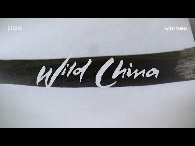 Wild China | BBC Select