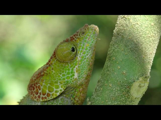 Madagascar (QHD 1440p Samsung Galaxy flagship sample)