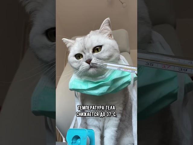Как понять, что котика скоро не станет #кот #кошка #short